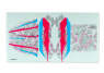 Traxxas Dekalark Rosa TXC-4M Traxxas Dekalark Rosa TXC-4M