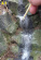Deluxe materials Scenic Fibres 12.5g Deluxe materials Scenic Fibres 12.5g