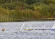 Joysway Segelbåt Mint IOM PNP Pearl Gul Joysway Segelbåt Mint IOM PNP Pearl Gul