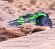 Traxxas Mini MAXX BL-2s Grön Traxxas Mini MAXX BL-2s Grön