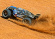 Traxxas E-REVO 4WD VXL 1/16 Blå-X Traxxas E-REVO 4WD VXL 1/16 Blå-X