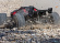 Traxxas XRT Race Truck 4WD VXL-8s Röd Traxxas XRT Race Truck 4WD VXL-8s Röd