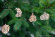 Ugears U-Fidget Happy New Year Ugears U-Fidget Happy New Year